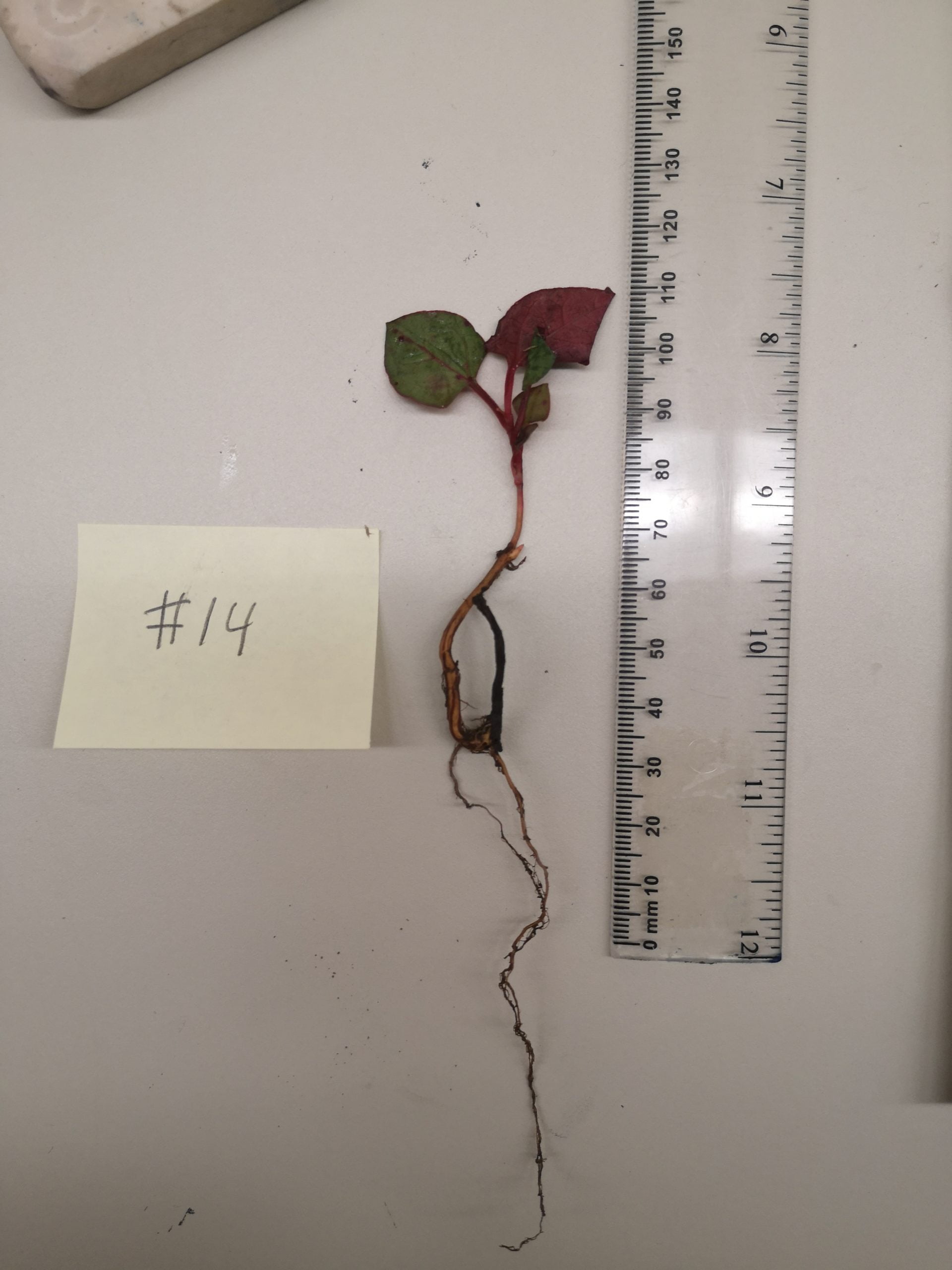 Rhizome-fragment-14-scaled